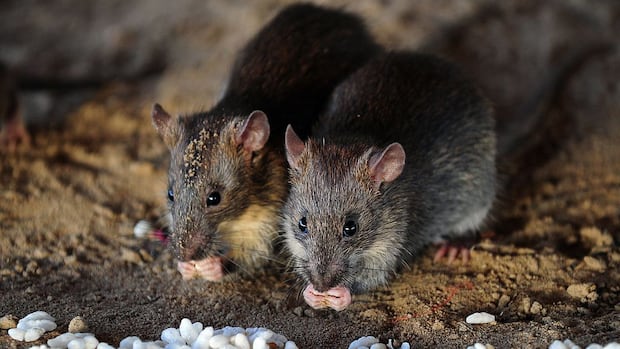 Ratos chapados ficam com larica. Aqui está o que isso significa para pessoas com transtornos alimentares, perda de apetite