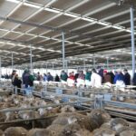 Recorde de carne de carneiro WA quebrado três vezes em um dia nos vendedores de Katanning