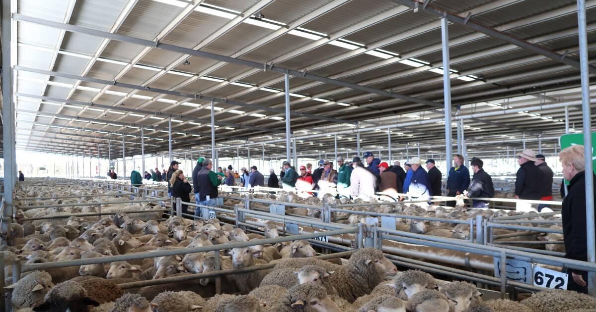 Recorde de carne de carneiro WA quebrado três vezes em um dia nos vendedores de Katanning