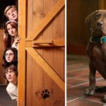 scooby-doo-anime-tubi