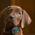 'Scooby-Doo: Origins' revela seu filhote solucionador de mistérios, e ele é um menino muito bom