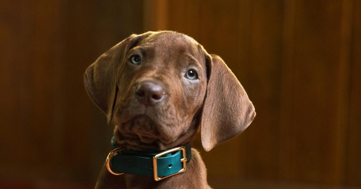 'Scooby-Doo: Origins' revela seu filhote solucionador de mistérios, e ele é um menino muito bom