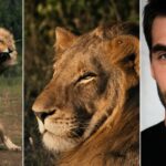 Série de documentários verticais 'Mapogo: The Lion Throne' ambientada no FlareFlow