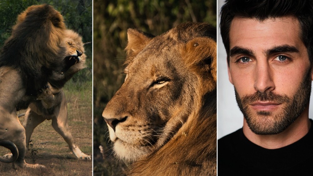 Série de documentários verticais 'Mapogo: The Lion Throne' ambientada no FlareFlow