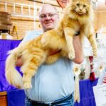 Logan-Blackstock, um gato Maine Coon vermelho é considerado o gato favorito dos visitantes durante o GCCF Lakeland Championship Cat Show