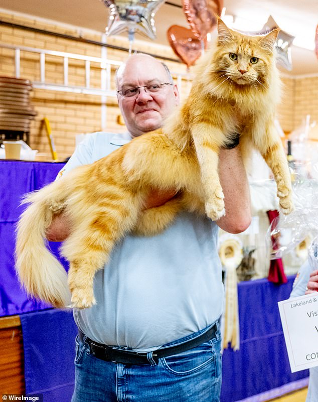 Logan-Blackstock, um gato Maine Coon vermelho é considerado o gato favorito dos visitantes durante o GCCF Lakeland Championship Cat Show