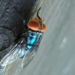 An adult New World screwworm fly sits in this undated photo.