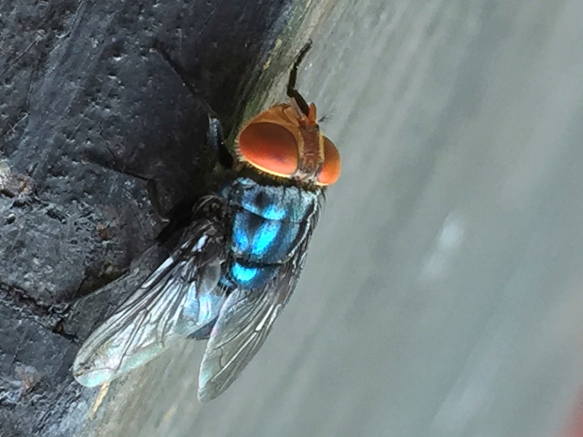 An adult New World screwworm fly sits in this undated photo.