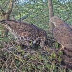duas aves de rapina marrons construindo um ninho nas copas das árvores