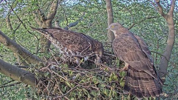 duas aves de rapina marrons construindo um ninho nas copas das árvores