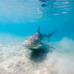Photostock-israel / STOCK PHOTO / Getty Images - FOTO: Tubarão escuro (Carcharhinus obscurus)