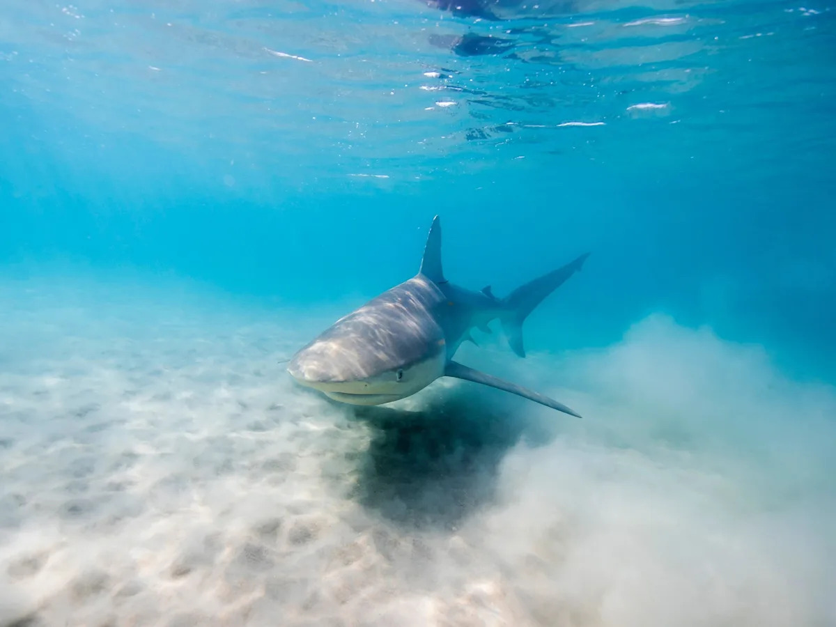 Photostock-israel / STOCK PHOTO / Getty Images - FOTO: Tubarão escuro (Carcharhinus obscurus)