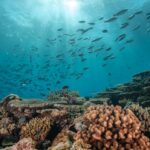 Uma tartaruga se esconde sob um recife de coral enquanto um cardume de peixes nada acima.