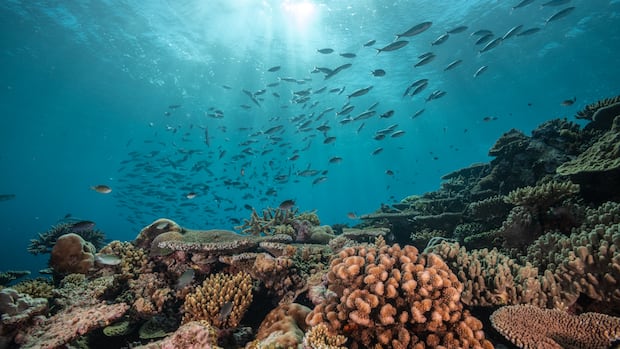 Uma tartaruga se esconde sob um recife de coral enquanto um cardume de peixes nada acima.