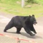 Urso abre janela em fuga de fábrica, diz polícia japonesa