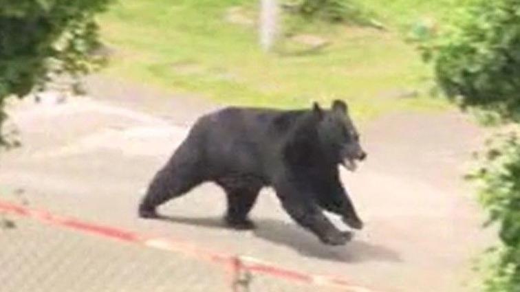 Urso abre janela em fuga de fábrica, diz polícia japonesa