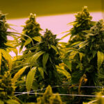 Virgínia permitirá que maconha recreativa seja vendida em lojas de varejo a partir de 2027