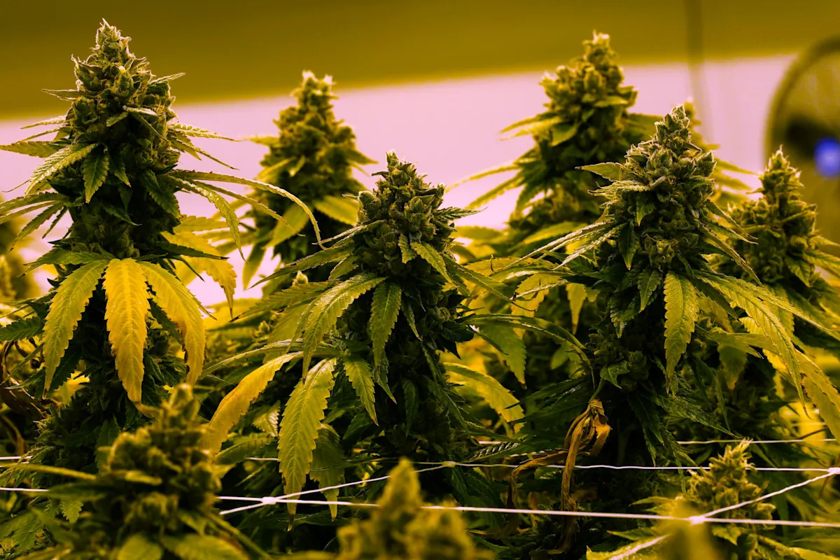 Virgínia permitirá que maconha recreativa seja vendida em lojas de varejo a partir de 2027