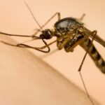 A culpa é da chuva: chuvas recordes em Edmonton trarão monções de mosquitos