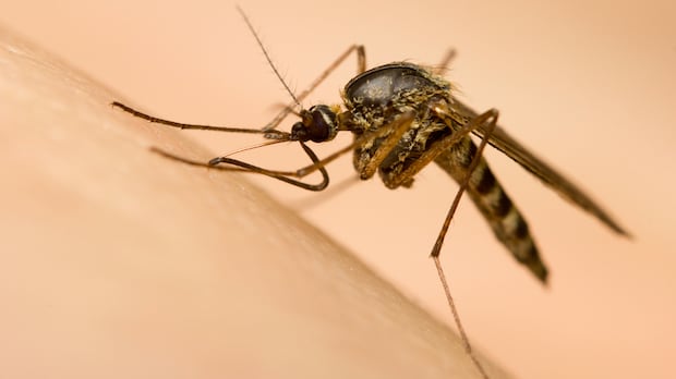A culpa é da chuva: chuvas recordes em Edmonton trarão monções de mosquitos