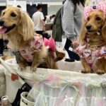 A indústria japonesa de cuidados com animais de estimação cresce à medida que 'bebês peludos' superam o número de crianças