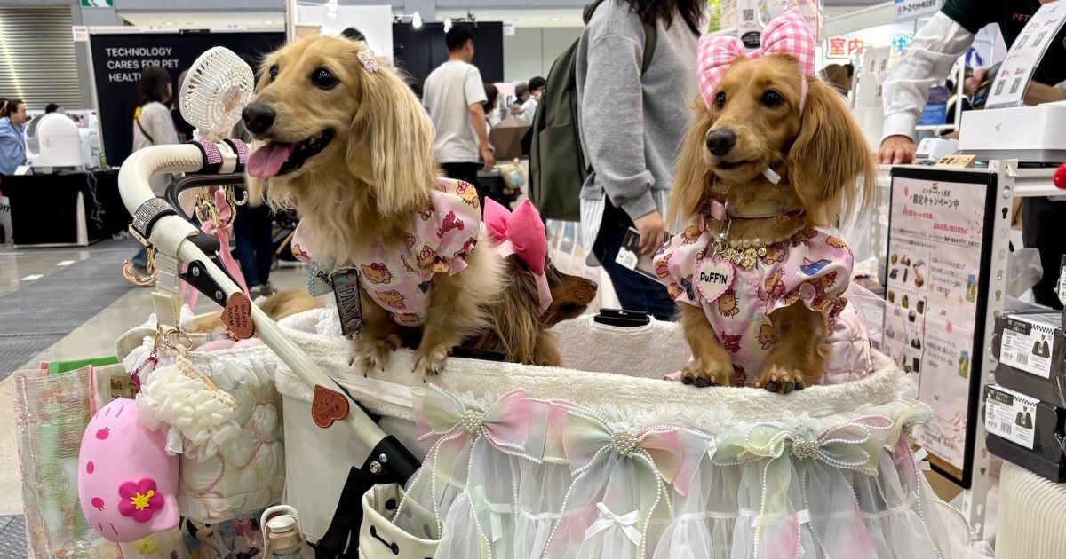 A indústria japonesa de cuidados com animais de estimação cresce à medida que 'bebês peludos' superam o número de crianças