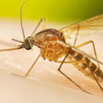 A intensa e precoce temporada do Nilo Ocidental pode sinalizar um ano severo para doenças transmitidas por mosquitos, afirma o CDC