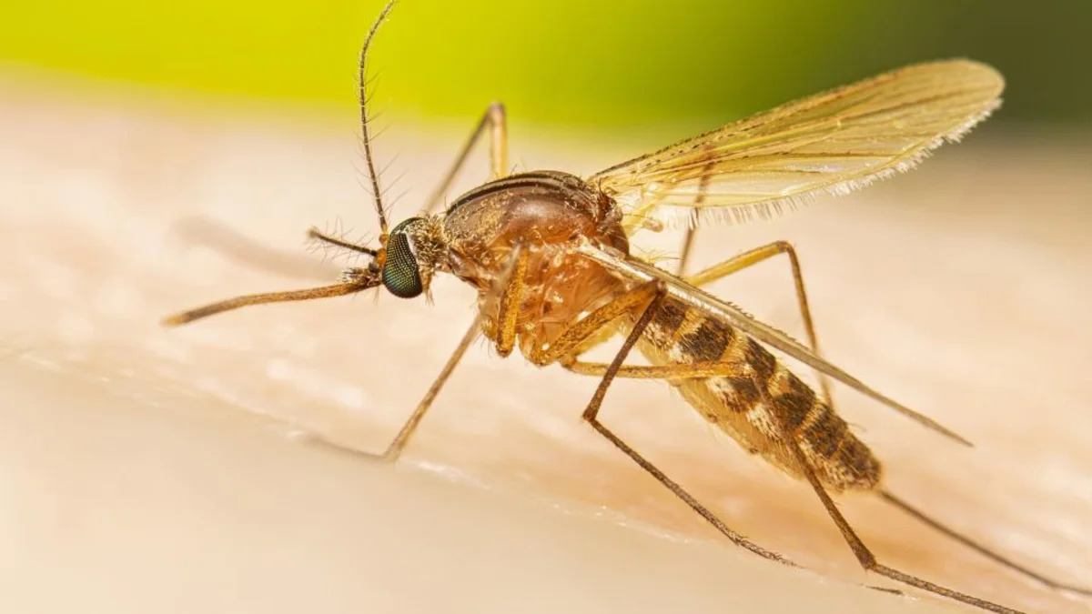 A intensa e precoce temporada do Nilo Ocidental pode sinalizar um ano severo para doenças transmitidas por mosquitos, afirma o CDC