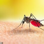 O zika é uma doença normalmente transmitida após a picada de um mosquito infectado, mas em casos raros pode ser transmitida sexualmente