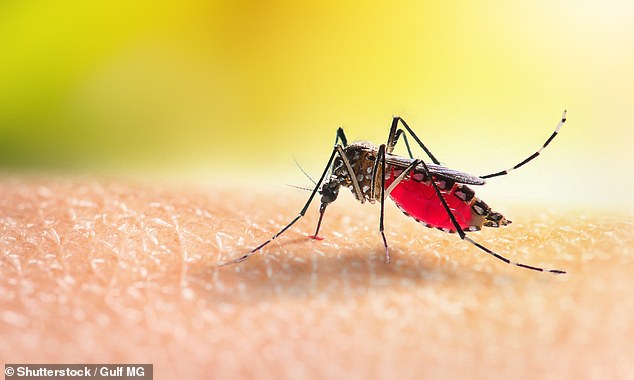 O zika é uma doença normalmente transmitida após a picada de um mosquito infectado, mas em casos raros pode ser transmitida sexualmente