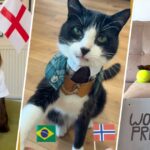 Aluguéis de patas de animais de estimação prevendo o resultado dos jogos da Copa do Mundo, compartilhem como eles se tornaram virais