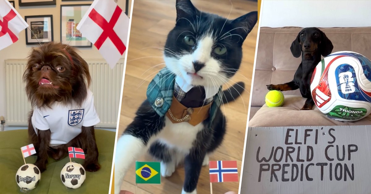 Aluguéis de patas de animais de estimação prevendo o resultado dos jogos da Copa do Mundo, compartilhem como eles se tornaram virais