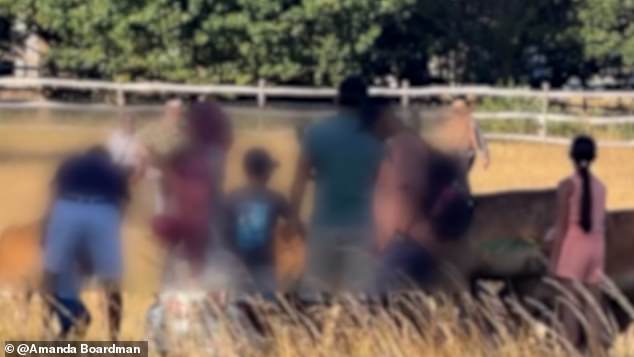 Os frequentadores do parque foram vistos aglomerando os jovens no fim de semana e até acariciando-os - apesar dos avisos para ficar a pelo menos 50 metros de distância