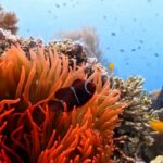 As temperaturas do oceano atingem níveis recordes à medida que o El Niño se aproxima