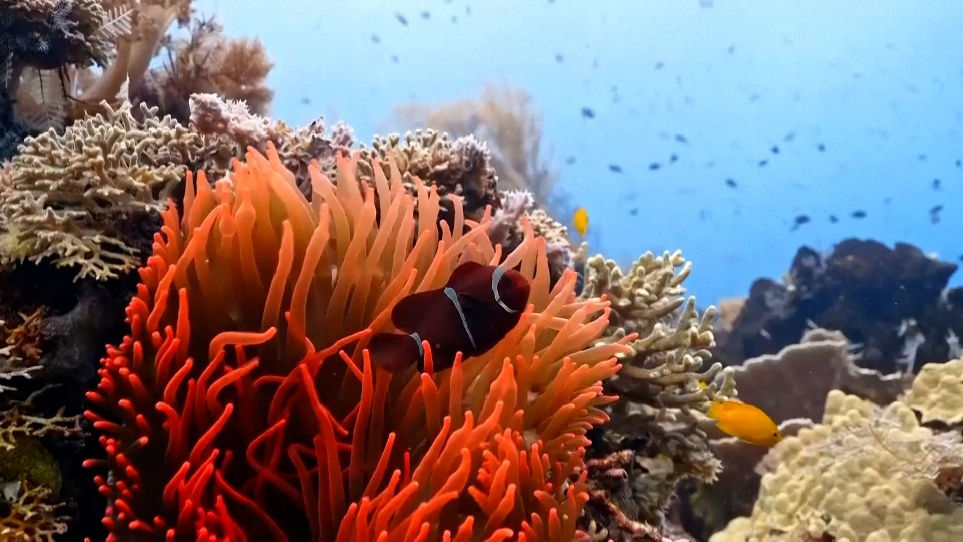 As temperaturas do oceano atingem níveis recordes à medida que o El Niño se aproxima