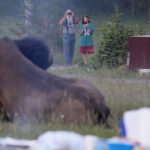 Mike MacLeod - FOTO: Um homem fotografa um bisão com seu neto pouco antes de o bisão o lançar no ar no Parque Nacional de Yellowstone.