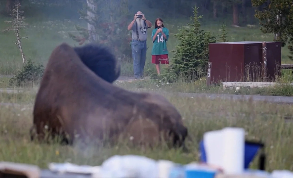 Mike MacLeod - FOTO: Um homem fotografa um bisão com seu neto pouco antes de o bisão o lançar no ar no Parque Nacional de Yellowstone.