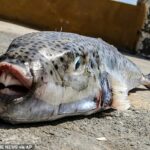 O perigoso peixe-sapo de bochecha prateada foi avistado em todo o Mediterrâneo, com dentes semelhantes a presas que podem rasgar ossos, madeira e metal