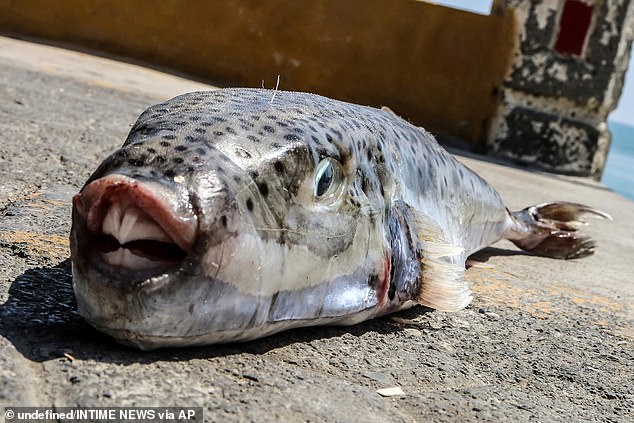 O perigoso peixe-sapo de bochecha prateada foi avistado em todo o Mediterrâneo, com dentes semelhantes a presas que podem rasgar ossos, madeira e metal