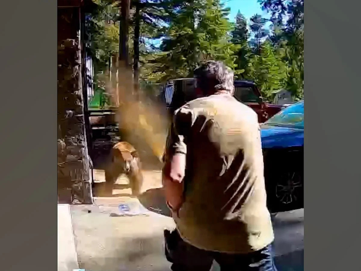Cortlandt Koerwitz/Instagram - FOTO: Nesta captura de tela de um vídeo, um urso ataca um homem em Tahoma, Califórnia, em 4 de julho de 2026.