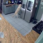 Um cachorro chamado Bo acendeu um incêndio em uma casa em Belcamp, Maryland, na sexta-feira, que causou milhares de danos e matou vários animais de estimação.