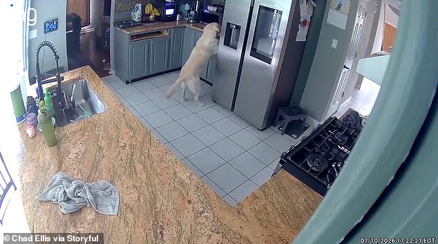 Um cachorro chamado Bo acendeu um incêndio em uma casa em Belcamp, Maryland, na sexta-feira, que causou milhares de danos e matou vários animais de estimação.