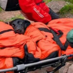 Cão resgatado de Ben Nevis suspeito de ter comido cannabis descartada