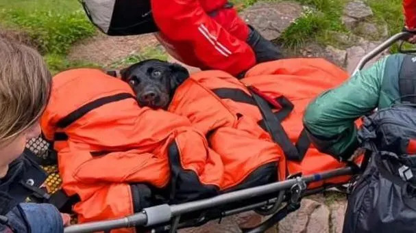 Cão resgatado de Ben Nevis suspeito de ter comido cannabis descartada