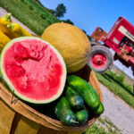 Melões e pepinos estão entre os produtos de verão com casca que você deve prestar atenção extra ao lavar e esfregar, de acordo com as autoridades de saúde.