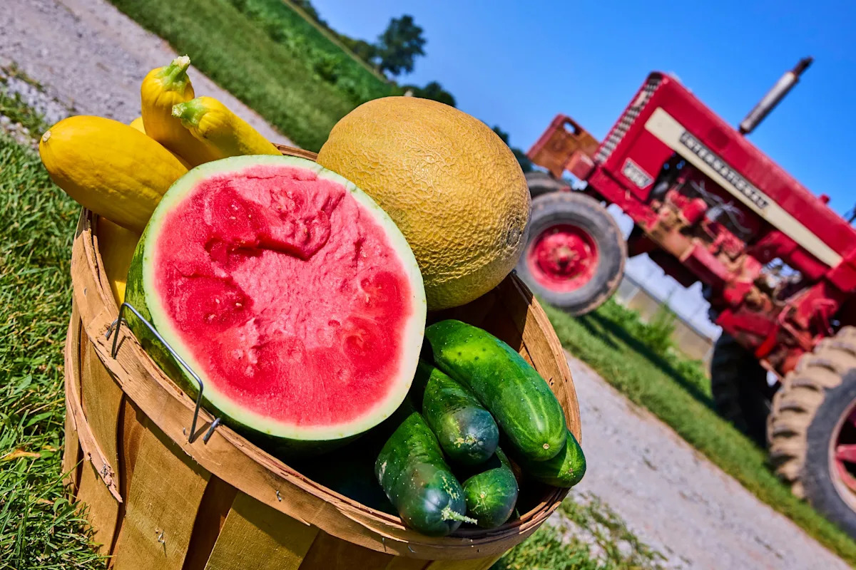 Melões e pepinos estão entre os produtos de verão com casca que você deve prestar atenção extra ao lavar e esfregar, de acordo com as autoridades de saúde.