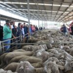 'Dinheiro realmente bom': mercado de ovelhas de WA funciona com forte demanda e preços
