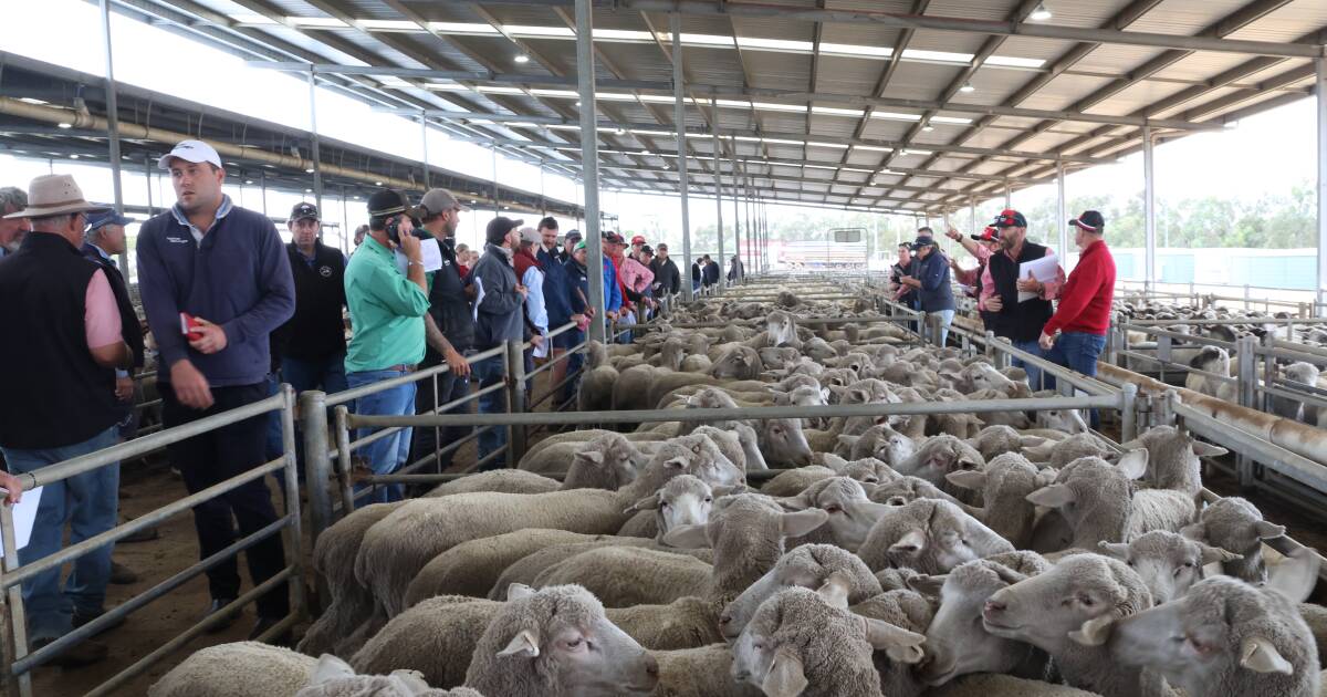 'Dinheiro realmente bom': mercado de ovelhas de WA funciona com forte demanda e preços
