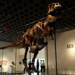 Esqueleto do T.Rex é vendido por US$ 50,1 milhões em leilão em Nova York
