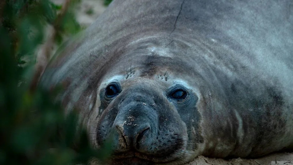 Neil, a foca, fotografado no sul da Tasmânia no final de junho de 2026. - Rebecca Thomson